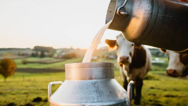 cow-milk benefits